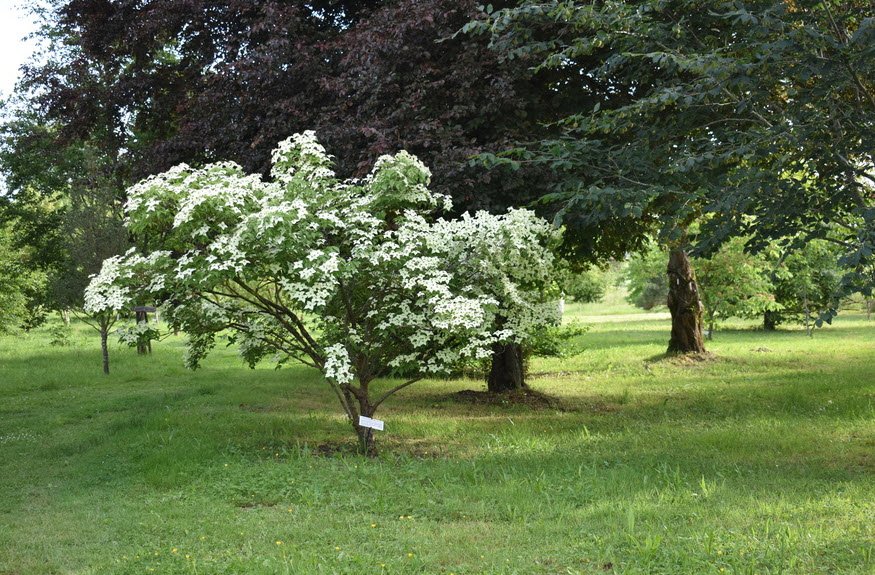 Association Des Amis de L'arboretum Adeline, La Chapelle-Montlinard, France, France